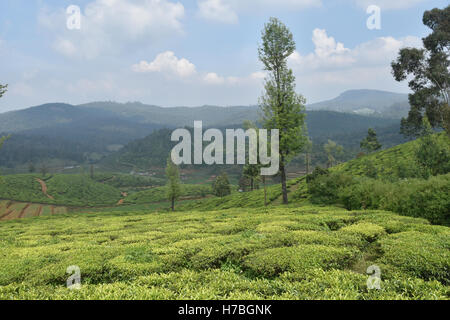 Teegärten, Süd-Indien Stockfoto