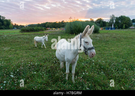 Österreichisch-ungarischen weißen Esel, Weißer Barockesel Stockfoto