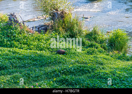 Bisamratte, Muskbeaver, (Ondatra Zibethicus)] sammeln Lebensmittel Stockfoto