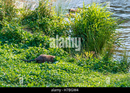 Bisamratte, Muskbeaver, (Ondatra Zibethicus)] sammeln Lebensmittel Stockfoto