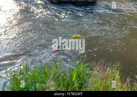 Bisamratte, Muskbeaver, (Ondatra Zibethicus)] sammeln Lebensmittel Stockfoto