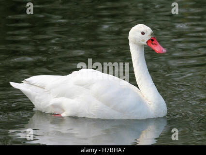 Coscoroba Schwan an Slimbridge WWT im April 2015 Stockfoto