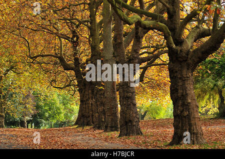 Bäume in Finsbury Park, nördlich von London, im Herbst Stockfoto