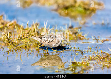 Zumindest Strandläufer (Calidris Minutilla) auf Nahrungssuche auf den Wattflächen Hartney Bucht in der Nähe von Cordova in Yunan Alaska. Stockfoto