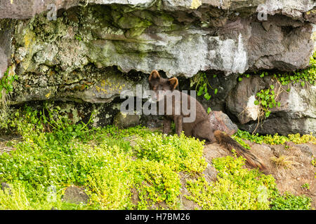 Polarfuchs (Alopex Lagopus) Jagd auf Vögel unter den Klippen am St.-Paul-Insel im Südwesten Alaskas. Stockfoto