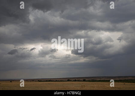 Sturm-Regenwolken über Savannah Grasland Masai Mara Kenia zu bauen Stockfoto