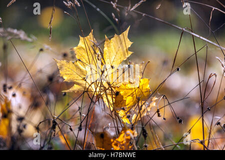 Acer platanoides, Norwegen Ahornblatt im Herbst gefallenes Herbstblatt Wind, Herbst Stockfoto