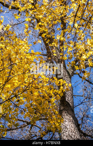 Acer platanoides Baum, Norwegen Ahornblätter in Herbstfarben, Tschechien Stockfoto