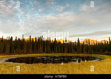 Alpenglühen auf Alaska Range Bergen bietet eine Kulisse für einen Teich in der Nähe von Teklanika im Denali Nationalpark in Alaska. Stockfoto