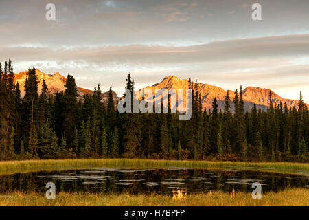 Alpenglühen auf Alaska Range Bergen bietet eine Kulisse für einen Teich in der Nähe von Teklanika im Denali Nationalpark in Alaska. Stockfoto