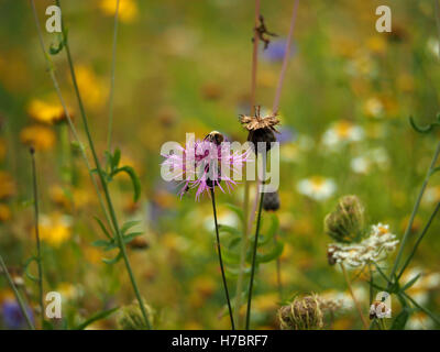 lila Flockenblume Blume Centaurea Nigra inmitten von unzähligen gelben und weißen Blüten in ein Beet kultiviert Wildblumen Stockfoto