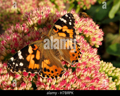 großen entstanden frisch Schmetterling Distelfalter (Vanessa Cardui) mit geöffneten Flügeln ernähren sich von Nektar der Fetthenne Sedum spectabile Stockfoto