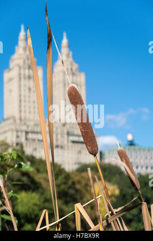 Rohrkolben im Central Park San Remo im Hintergrund, NYC Stockfoto