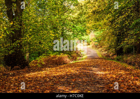 Wald-Pfad durch den Wald des Dekans, Gloucestershire. Stockfoto