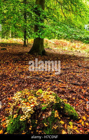 Herbst in Wald des Dekans, Gloucestershire. Stockfoto