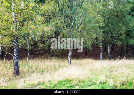 Herbstliche Silber Birken, Betula Pendel in Wald des Dekans, Gloucestershire. Stockfoto