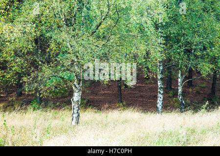 Herbstliche Silber Birken, Betula Pendel in Wald des Dekans, Gloucestershire. Stockfoto