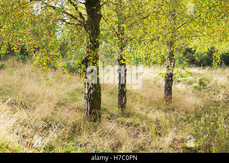 Herbstliche Silber Birken, Betula Pendel in Wald des Dekans, Gloucestershire. Stockfoto