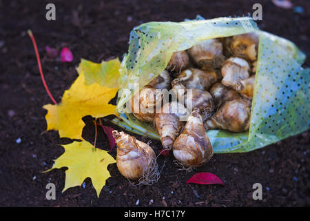 Narzissen Einpflanzen in der Herbst-Garten. Stockfoto