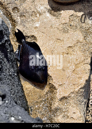 Ein schwarz-Drückerfisch (Melichthys Niger) vom Strand in trostloser Cove auf Ascension Island gefangen Stockfoto