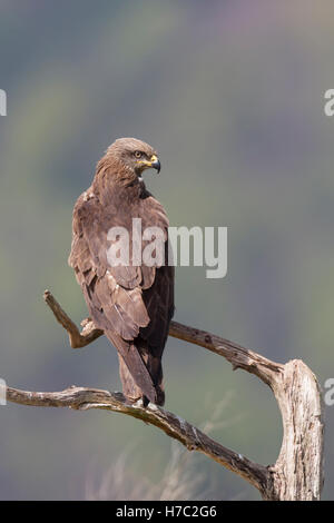 Schwarzmilan Milvus Migrans, Schwarzmilan Stockfoto