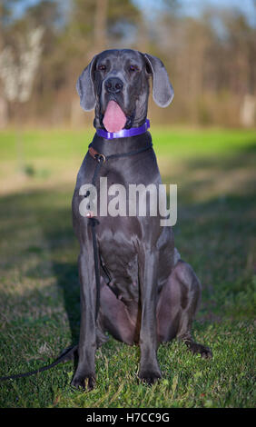 Grau-Dogge-Weibchen, das auf dem Rasen sitzen Stockfoto