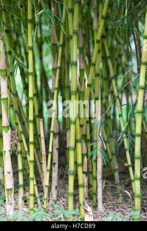 Bambusstämme im Herbst. Stockfoto