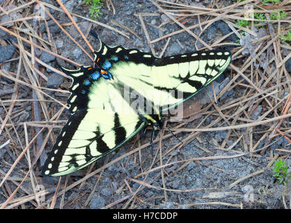 Schmetterling mit gelben Flügeln und blauen und orangefarbenen Flecken Stockfoto