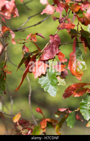 Quercus Alba Blätter im Herbst. Stockfoto