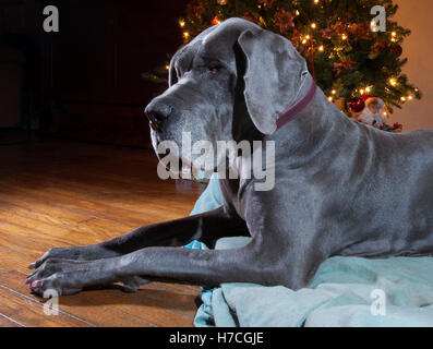 Blaue Deutsche Dogge Verlegung auf seinem Bett neben einem Weihnachtsbaum Stockfoto