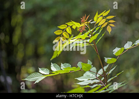 Esche (Fraxinus Excelsior). Bäumchen Laub. Frühling. im Frühsommer. England. Stockfoto