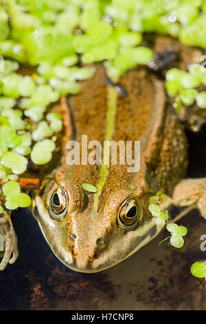 NÖRDLICHEN POOL FROSCH (PELOPHALAX LESSONAE). Neu in East Anglia eingeführt. England. VEREINIGTES KÖNIGREICH. Stockfoto