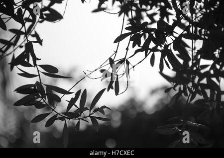 Hintergrund der Olivenblätter in eine Silhouette in schwarz / weiß Stockfoto