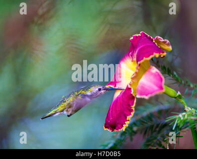 Ruby Throated Kolibri, nach seiner langen Migration aus dem Süden in den Norden. Stockfoto