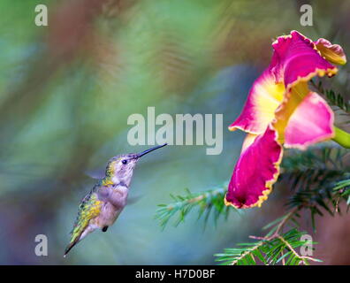 Ruby Throated Kolibri, nach seiner langen Migration aus dem Süden in den Norden. Stockfoto