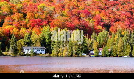 Herbst an Auswirkungen auf Ferienhaus Land nördlich der Quebec. Bäume, Blut rot vor dem Winter-Ansturm zu drehen. Stockfoto