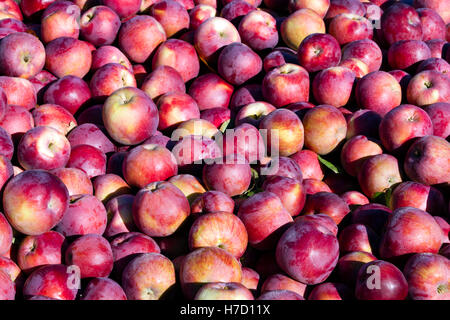 Ernten rote Äpfel im Okanagan Valley, British Columbia, Kanada. Stockfoto