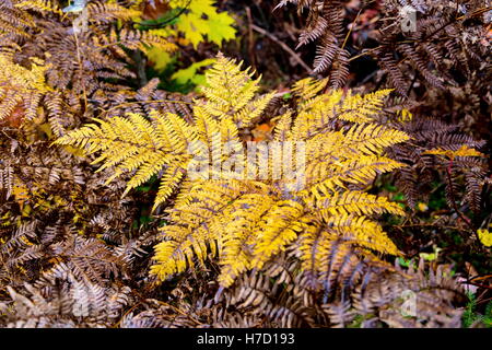 Herbst an Auswirkungen auf Ferienhaus Land nördlich der Quebec. Bäume, Blut rot vor dem Winter-Ansturm zu drehen. Stockfoto