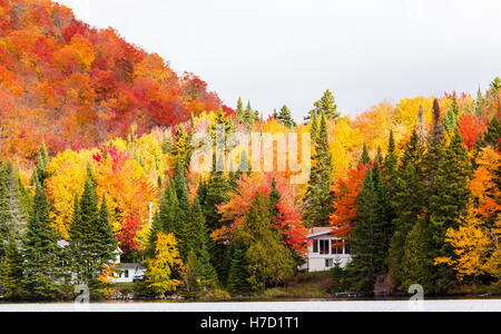 Herbst an Auswirkungen auf Ferienhaus Land nördlich der Quebec. Bäume, Blut rot vor dem Winter-Ansturm zu drehen. Stockfoto