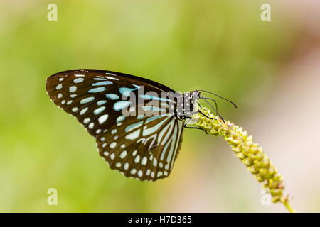 Der blaue Tiger ist ein Schmetterling in Indien, d. h. die Danaid Gruppe der Bürste leichtfüßig Schmetterling Familie gefunden. Stockfoto