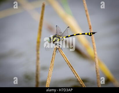 Die Golden beringt Libelle ist ein markantes Exemplar mit einem länglichen schwarz und gelb gestreiften Bauch. Stockfoto