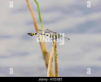 Die Golden beringt Libelle ist ein markantes Exemplar mit einem länglichen schwarz und gelb gestreiften Bauch. Stockfoto