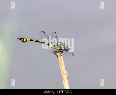 Die Golden beringt Libelle ist ein markantes Exemplar mit einem länglichen schwarz und gelb gestreiften Bauch. Stockfoto