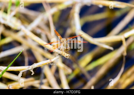 Die Golden beringt Libelle ist ein markantes Exemplar mit einem länglichen schwarz und gelb gestreiften Bauch. Stockfoto