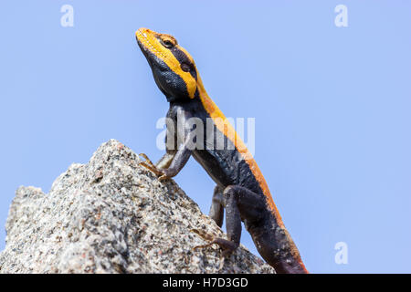 Die Halbinsel Rock Agama oder südindischen rock Agama. Diese Art von Eidechse hat einen großen Kopf, die länglich und deprimiert ist. Stockfoto