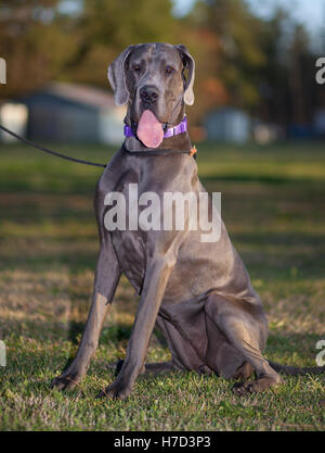 Sitzen weibliche reinrassige Dogge in die Kamera schaut Stockfoto