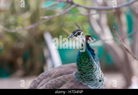 Den Pfau genannt. Die indischen Pfauen oder blauen Pfauen, einen großen und bunten Vogel. Stockfoto