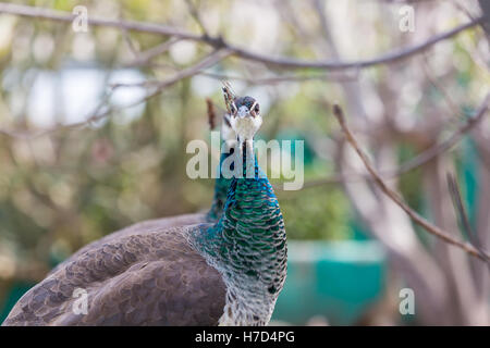 Den Pfau genannt. Die indischen Pfauen oder blauen Pfauen, einen großen und bunten Vogel. Stockfoto