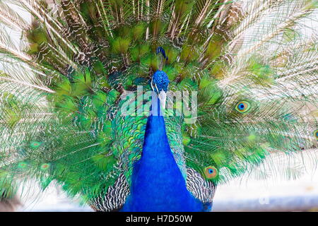 Den Pfau genannt. Die indischen Pfauen oder blauen Pfauen, einen großen und bunten Vogel. Stockfoto