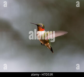 Ruby Throated Kolibri, nach seiner langen Migration aus dem Süden in den Norden. Stockfoto